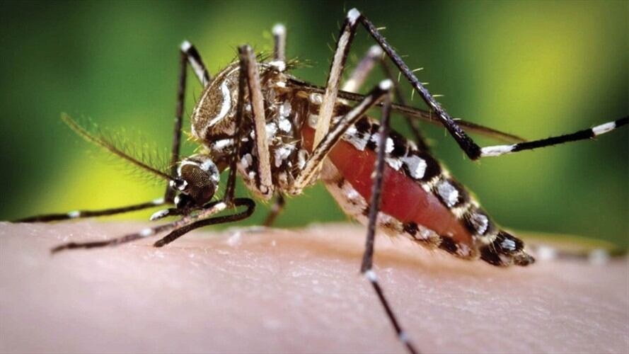 En lo corrido del año se han registrado 1.701 casos de dengue en el Valle del Cauca. Foto: Colprensa