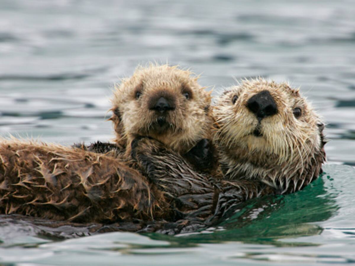 Video: avistamiento de nutrias en San Gil se vuelve viral en Santander