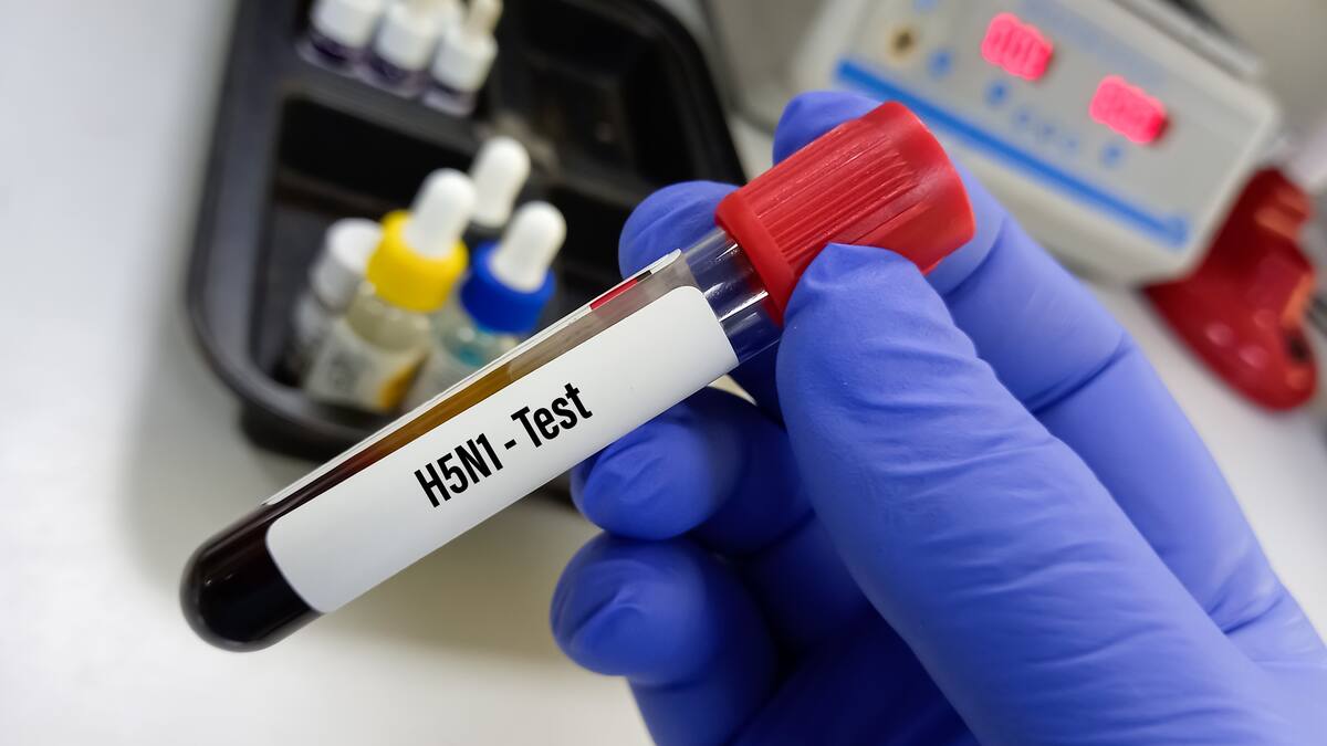 ICA confirma el primer brote de influenza aviar de alta patogenicidad