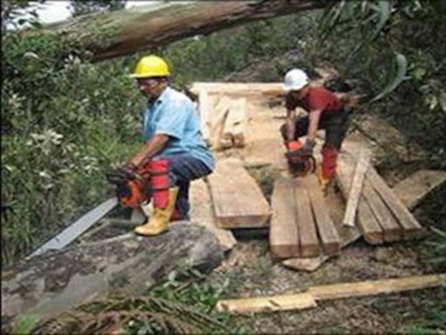 Empresa canadiense explota bosques de Bahía Solano, Chocó