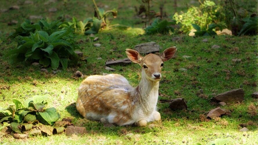 Según las autoridades de Missouri, es uno de los casos más graves de caza ilegal en este estado de EE. UU.. Foto: Getty Images