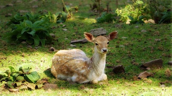 Según las autoridades de Missouri, es uno de los casos más graves de caza ilegal en este estado de EE. UU.. Foto: Getty Images