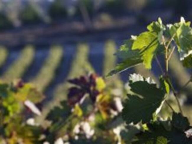 Bodegas Vega Sicilia. Foto: Cinco Días