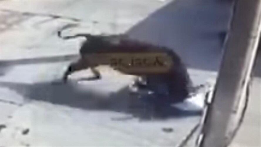 Toro embistió a varias personas y las dejó heridas en Chinchiná, Caldas. Foto: Suministrada por César Marín.