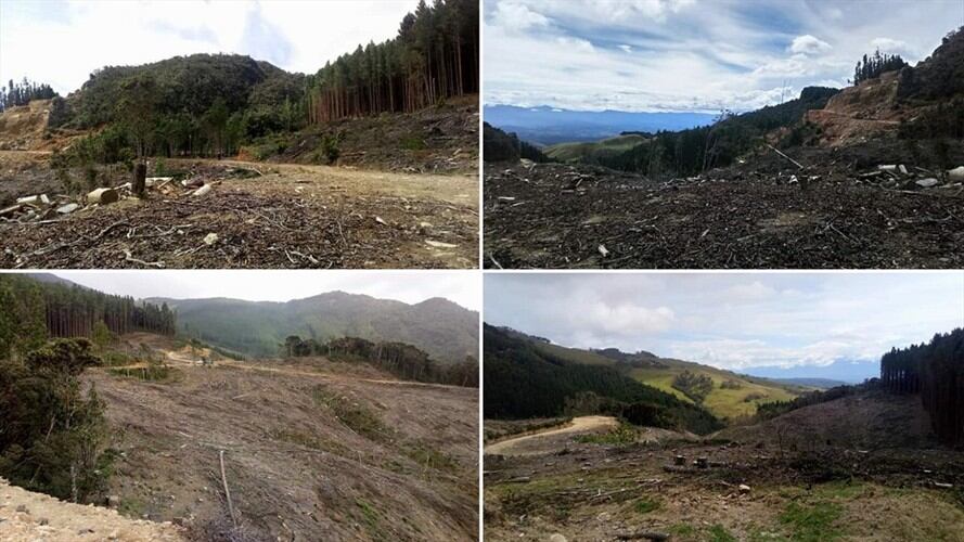 Panorama en el sector de Cerro Sombreros (Sotará) donde se ha vulnerado las rondas hídricas de quebradas y lagunas. Foto: Cortesía: Miguel Palechor