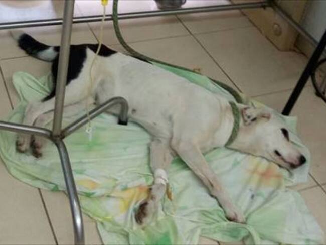 Perra murió en aeropuerto Palonegro luego de ser abandonada por su amo. Foto: Cortesia fundación Amigos de los Animales y la Naturaleza.