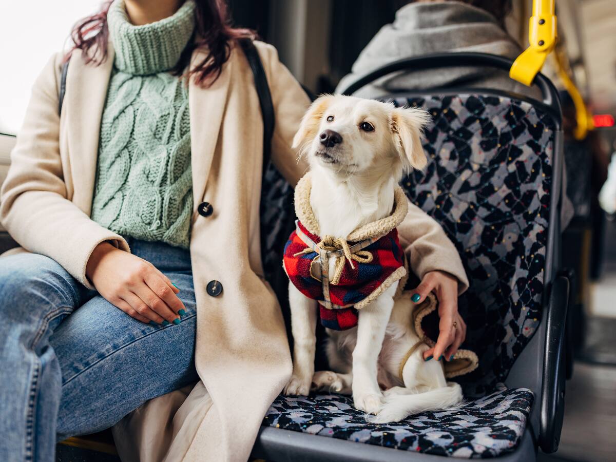 Las normas que deberá cumplir para llevar a su mascota en Transmilenio