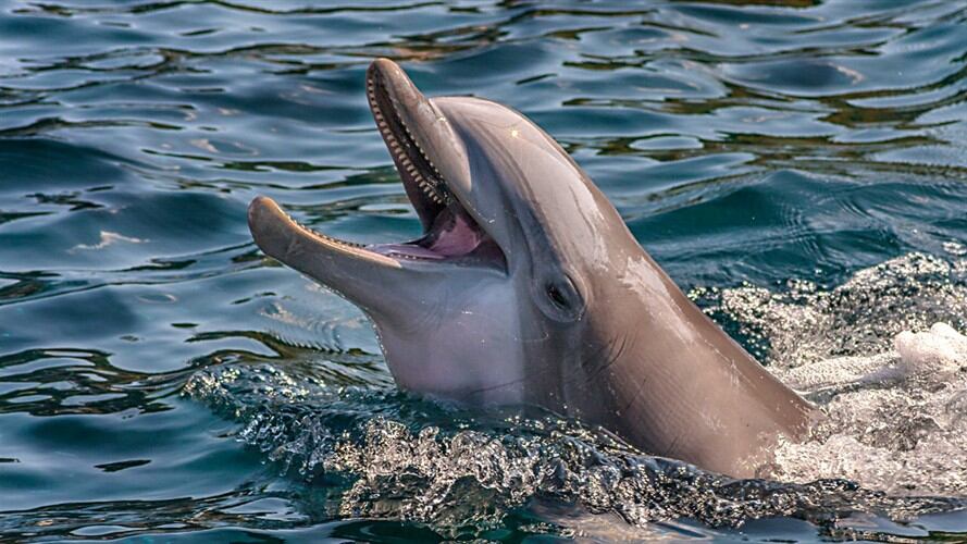 Según explicaron los ambientalistas, el riesgo de pesca de los delfines con dicha resolución era muy alto. Foto: Getty Images / STEFFEN BENZ