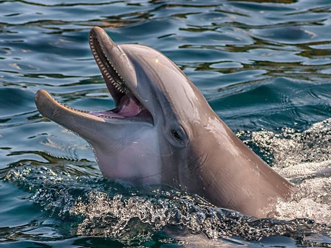 Según explicaron los ambientalistas, el riesgo de pesca de los delfines con dicha resolución era muy alto. Foto: Getty Images / STEFFEN BENZ