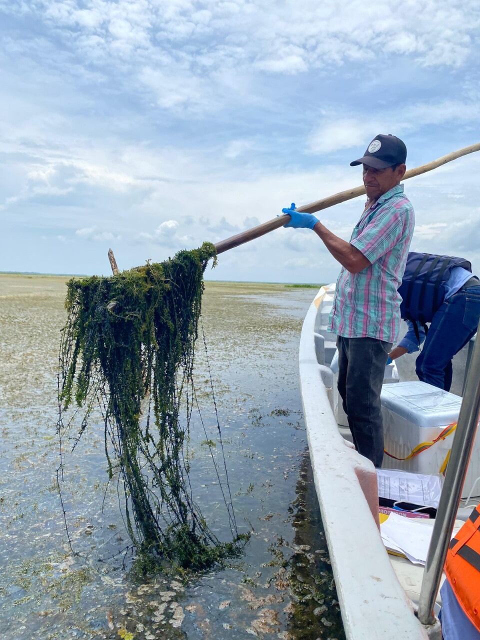 Proliferación de planta invasora en la Ciénaga Grande de Santa Marta/ Corpamag