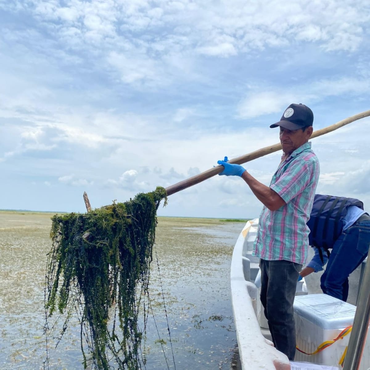 Proliferación de planta invasora en la Ciénaga Grande de Santa Marta amenaza la biodiversidad