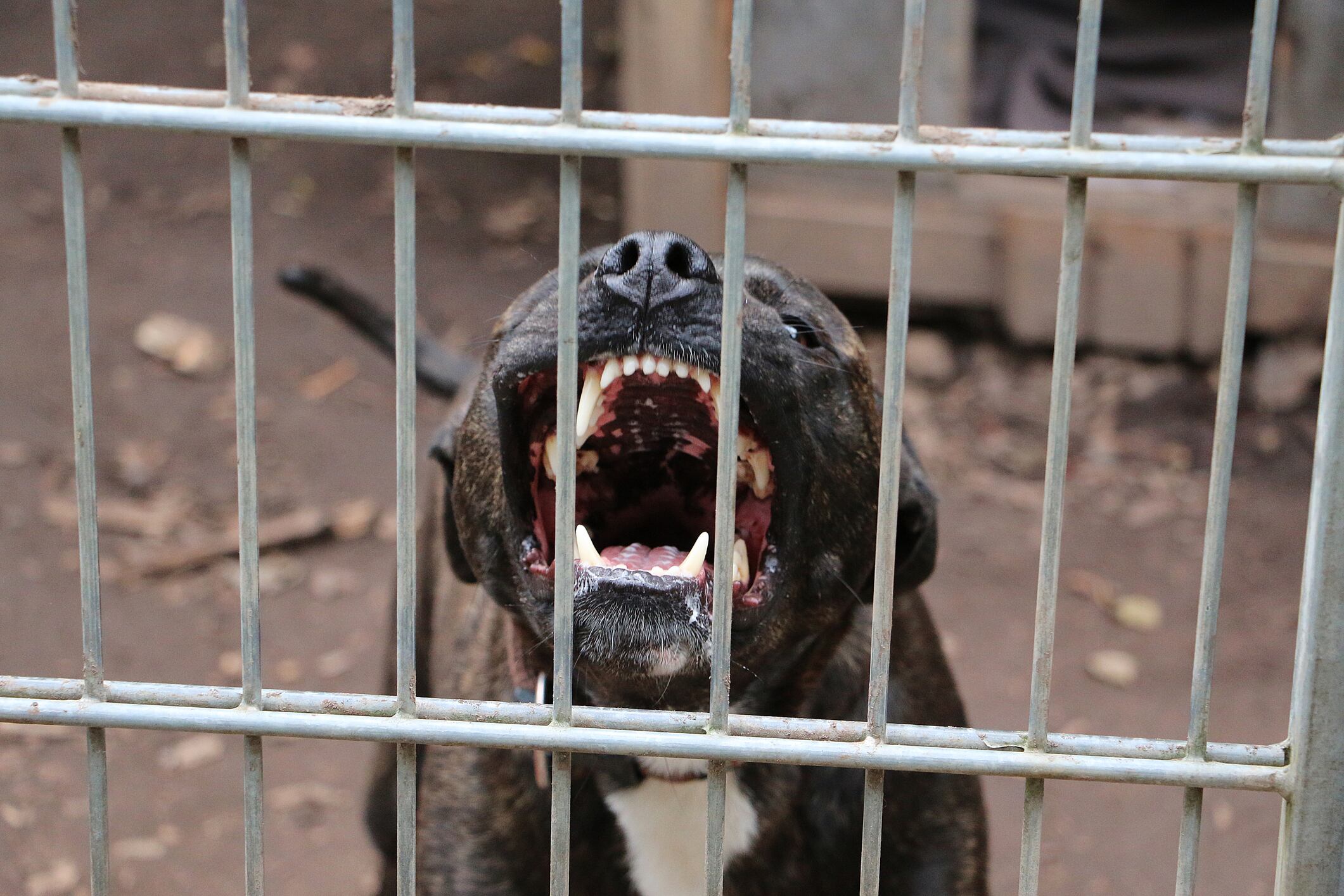 Imagen de referencia de perros. Foto: Getty Images.