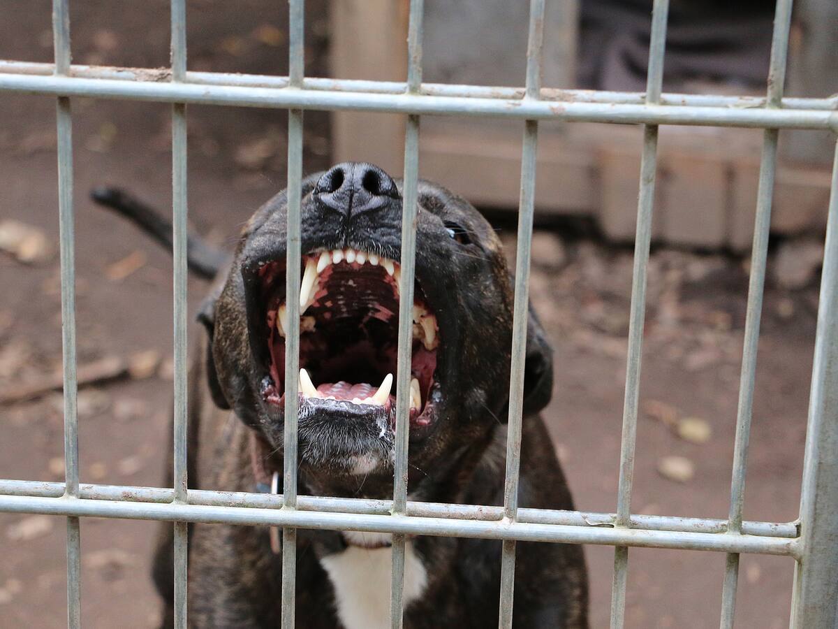 Perros atacaron a un niño y a una mujer en Santa Marta