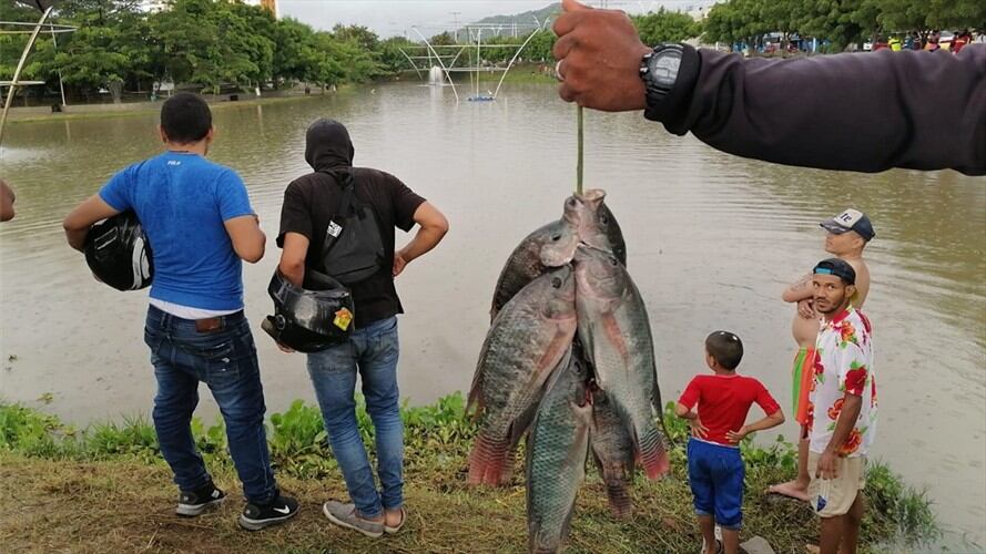 Bajo niveles de oxígeno genera mortandad de peces en Santa Marta. Foto: La W Radio
