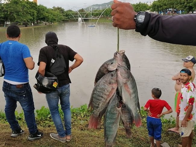 Bajo niveles de oxígeno genera mortandad de peces en Santa Marta. Foto: La W Radio