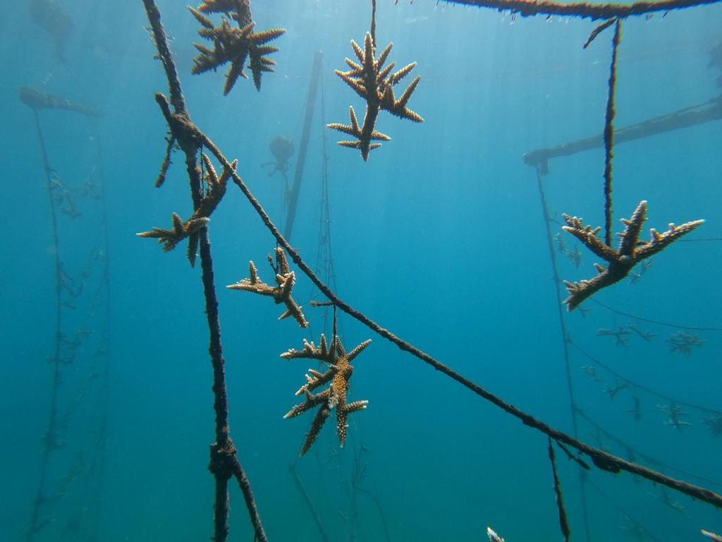 Siembra de corales . Corpamag