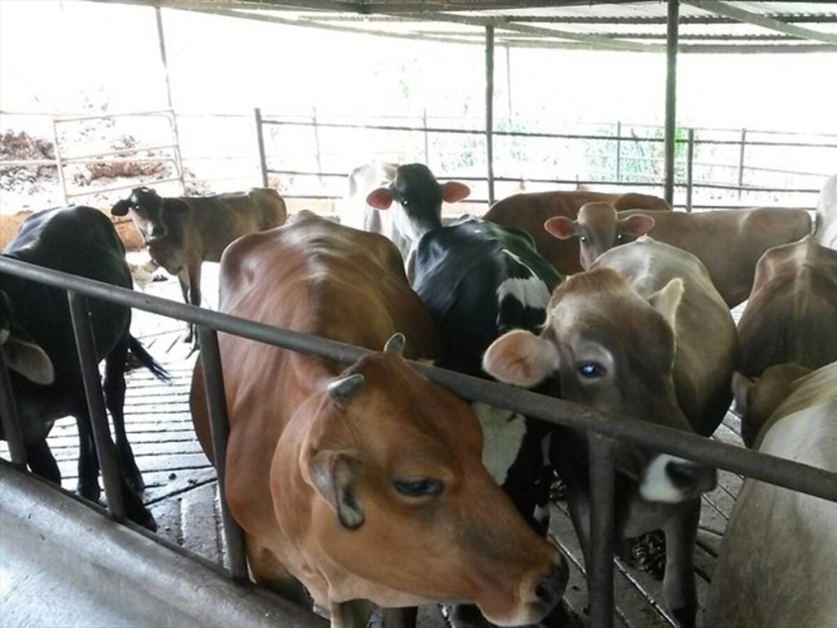 Gobierno envía nuevo mensaje a OIE sobre situación sanitaria de hato ganadero de Venezuela