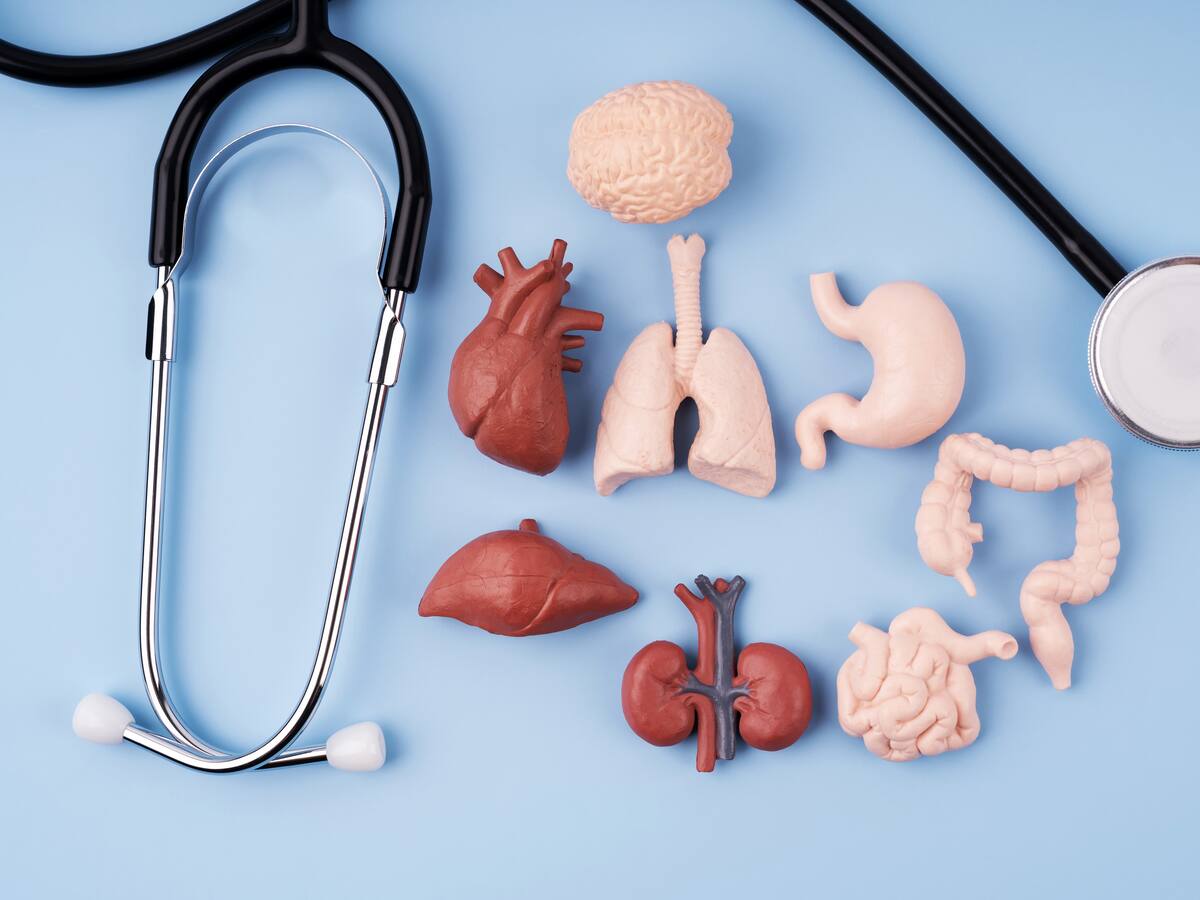 Estos son los órganos que se pueden trasplantar de donantes vivos, según experto