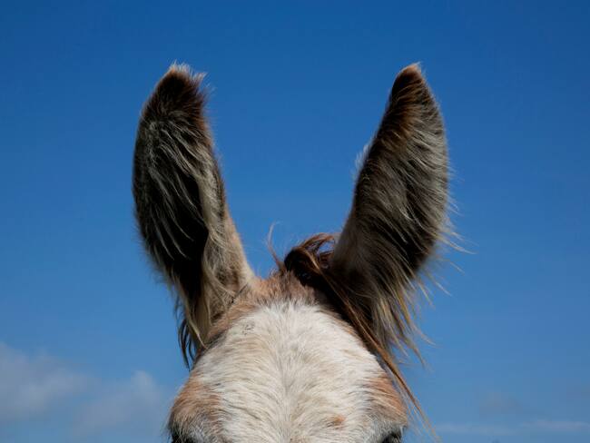 Imagen de referencia.