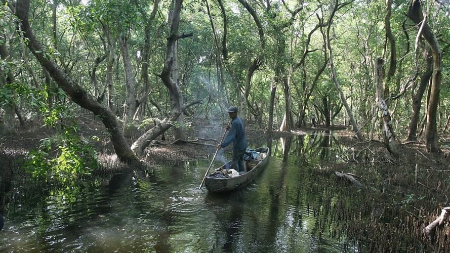 La Defensoría ha precisado que la situación ambiental es ocasionada por la expansión de la frontera agropecuaria, la extracción de recursos maderables, erosión costera, taponamiento de caños y ríos. Foto: Colprensa
