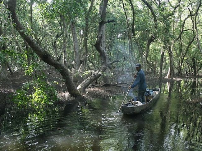 La Defensoría ha precisado que la situación ambiental es ocasionada por la expansión de la frontera agropecuaria, la extracción de recursos maderables, erosión costera, taponamiento de caños y ríos. Foto: Colprensa