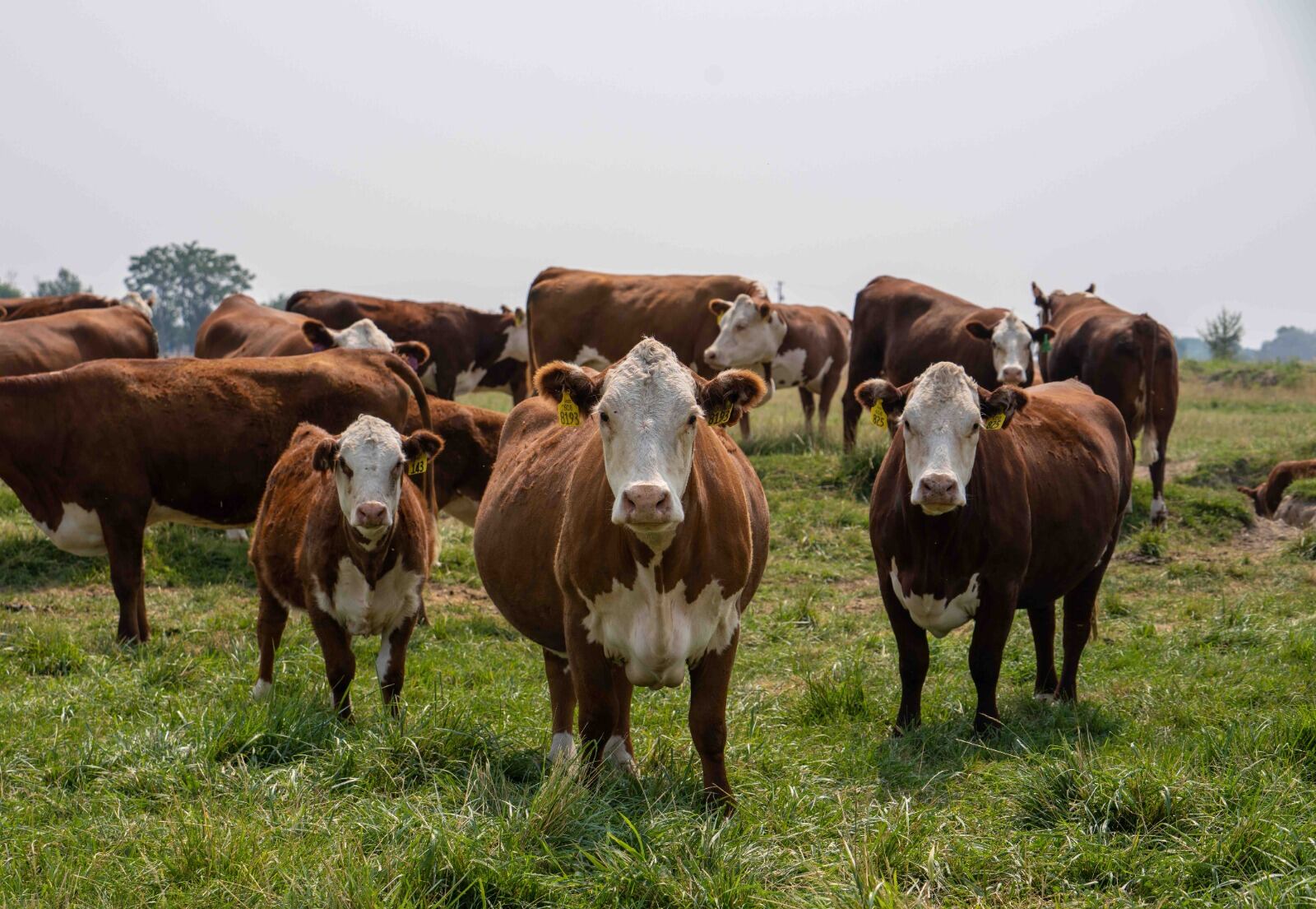 Boyacá es el tercer departamento de mayor producción de leche en el país / Foto: Suministrada.