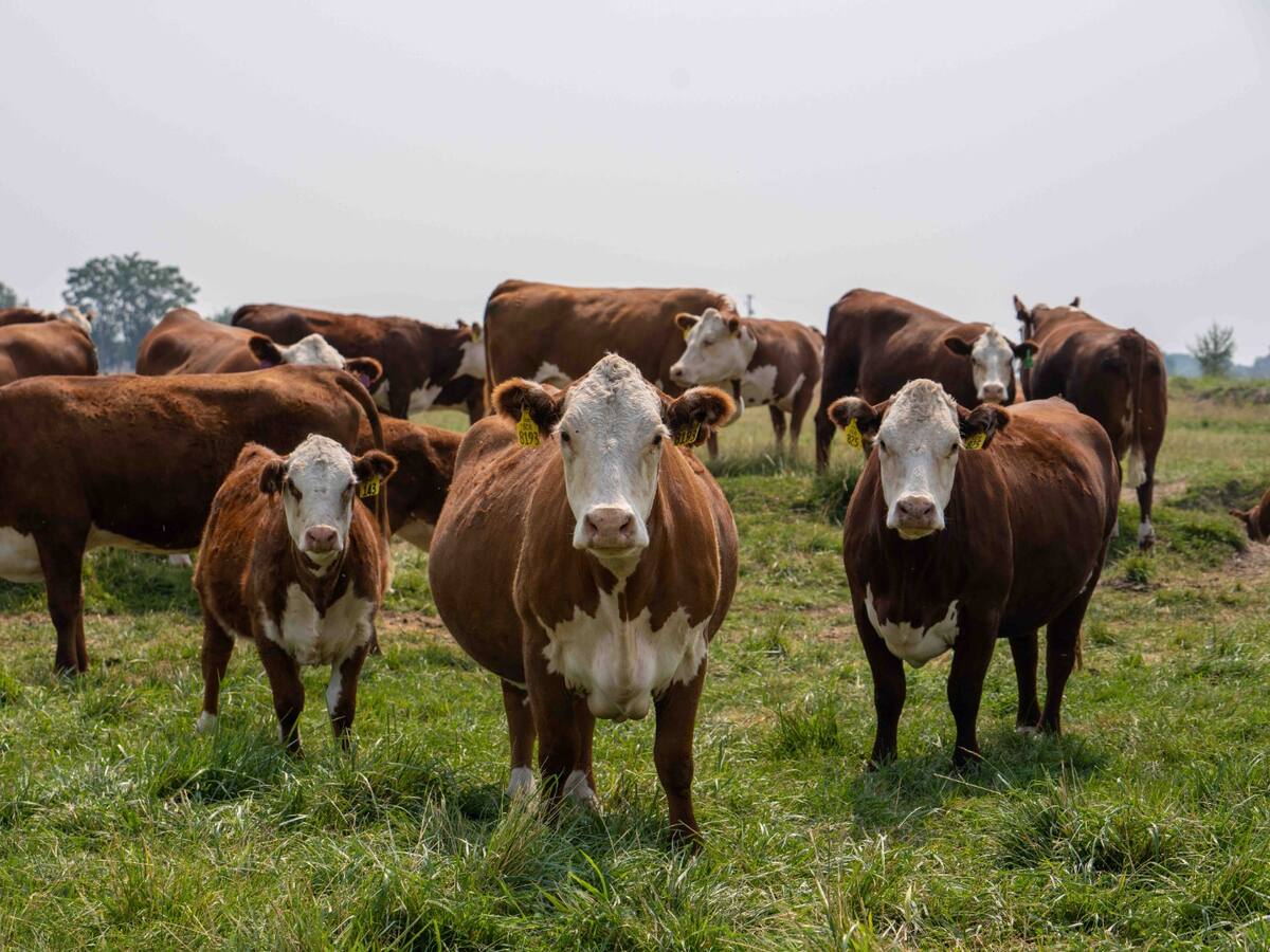 La leche, uno de los productos primordiales en la dieta de las familias colombianas