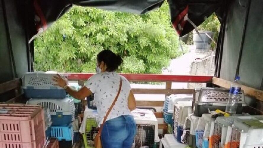 Gatos enfermos. Foto:suministrada