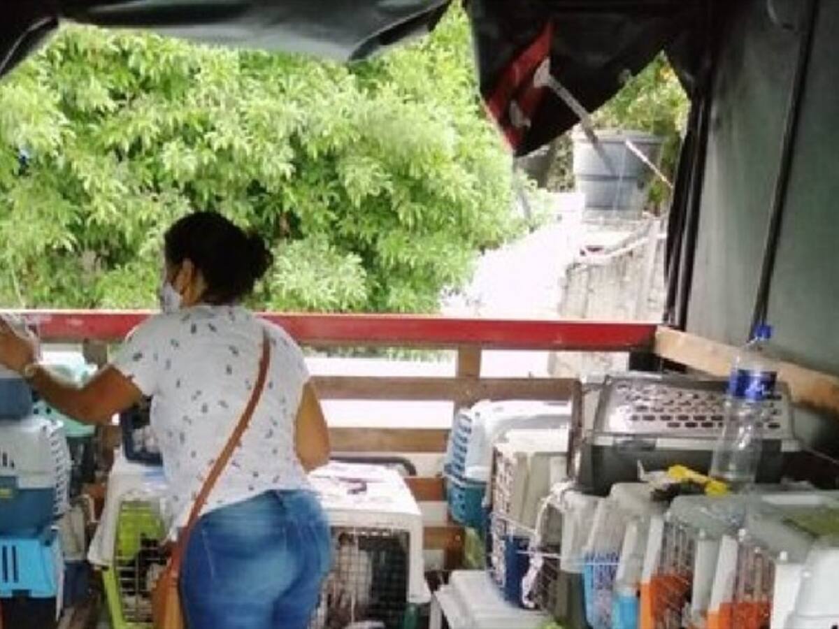 A audiencia se fue el caso de los 278 gatos hallados en mal estado en un furgón