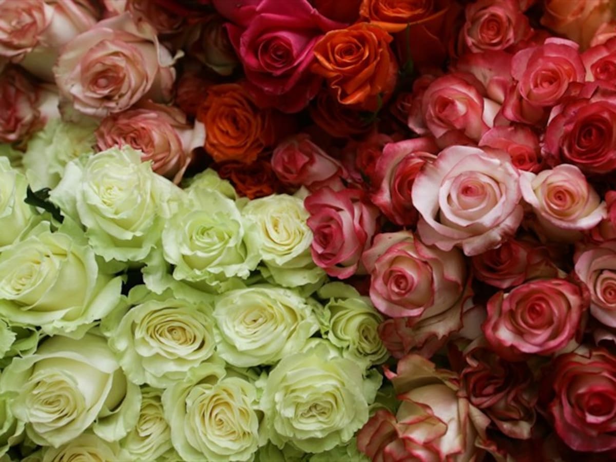 Asocolflores logra llevar flores colombianas a España