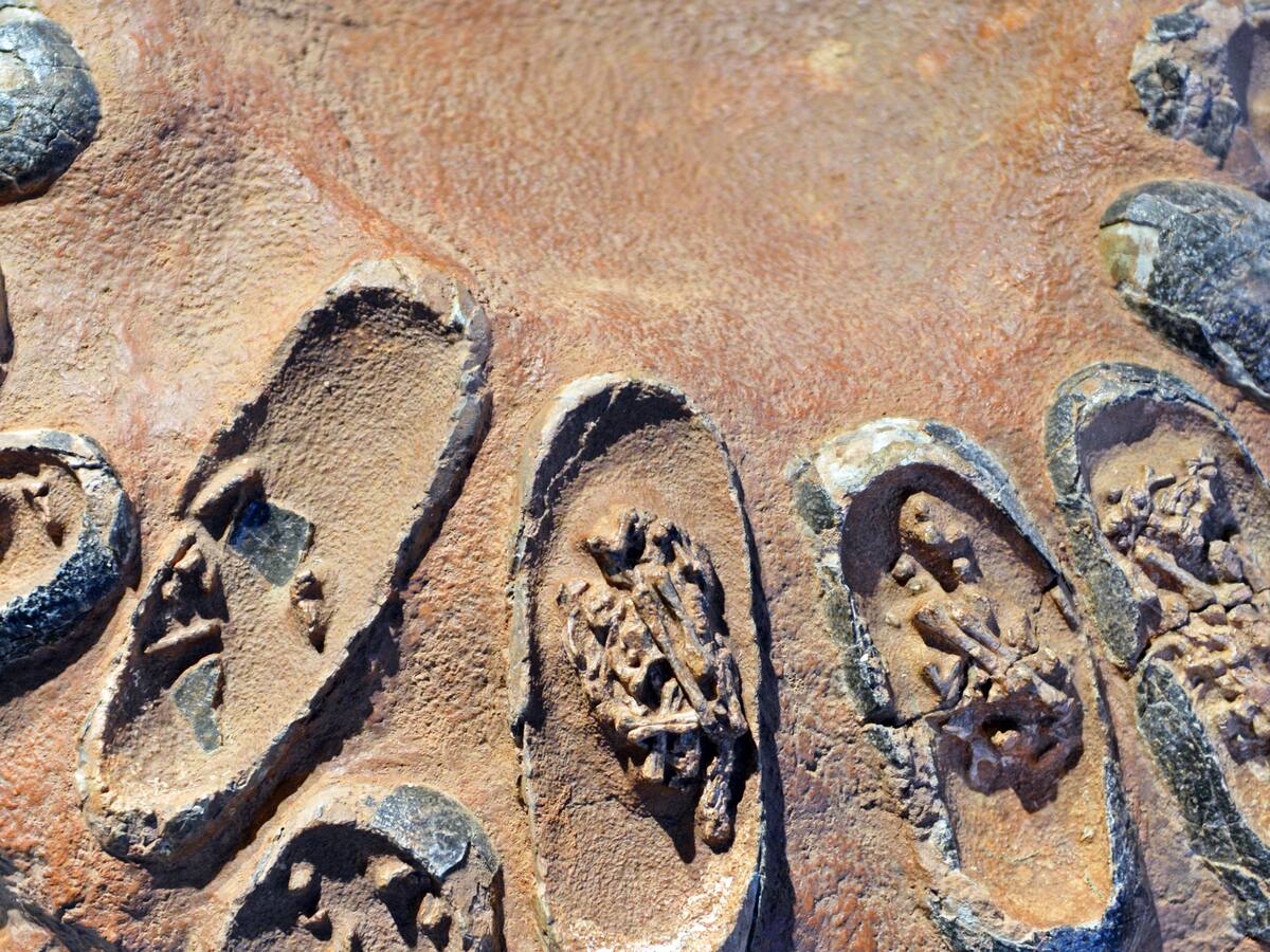 En China descubren un embrión de dinosaurio en óptimas condiciones