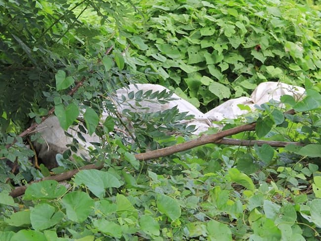 MedicinaLegal halla cuerpo sin vida. Foto: Colprensa