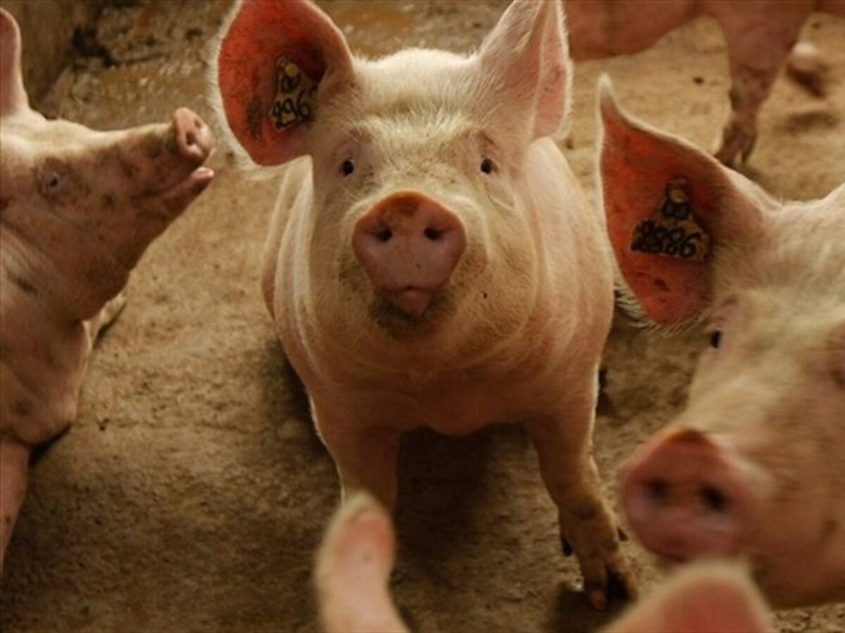 Pérdidas económicas en el sector porcícola por alto excedente de producción en Boyacá