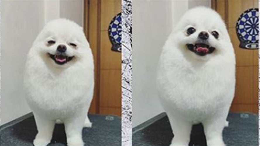 PomPom es un perro de raza pomerania . Foto: Foto: Instagram Andrea Aubrey