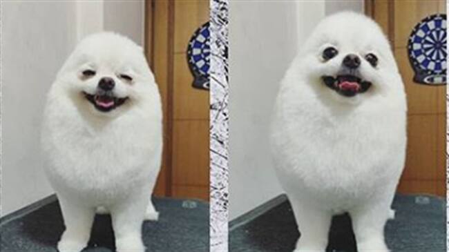 PomPom es un perro de raza pomerania . Foto: Foto: Instagram Andrea Aubrey