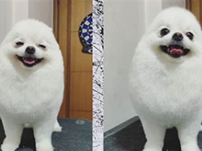 PomPom es un perro de raza pomerania . Foto: Foto: Instagram Andrea Aubrey