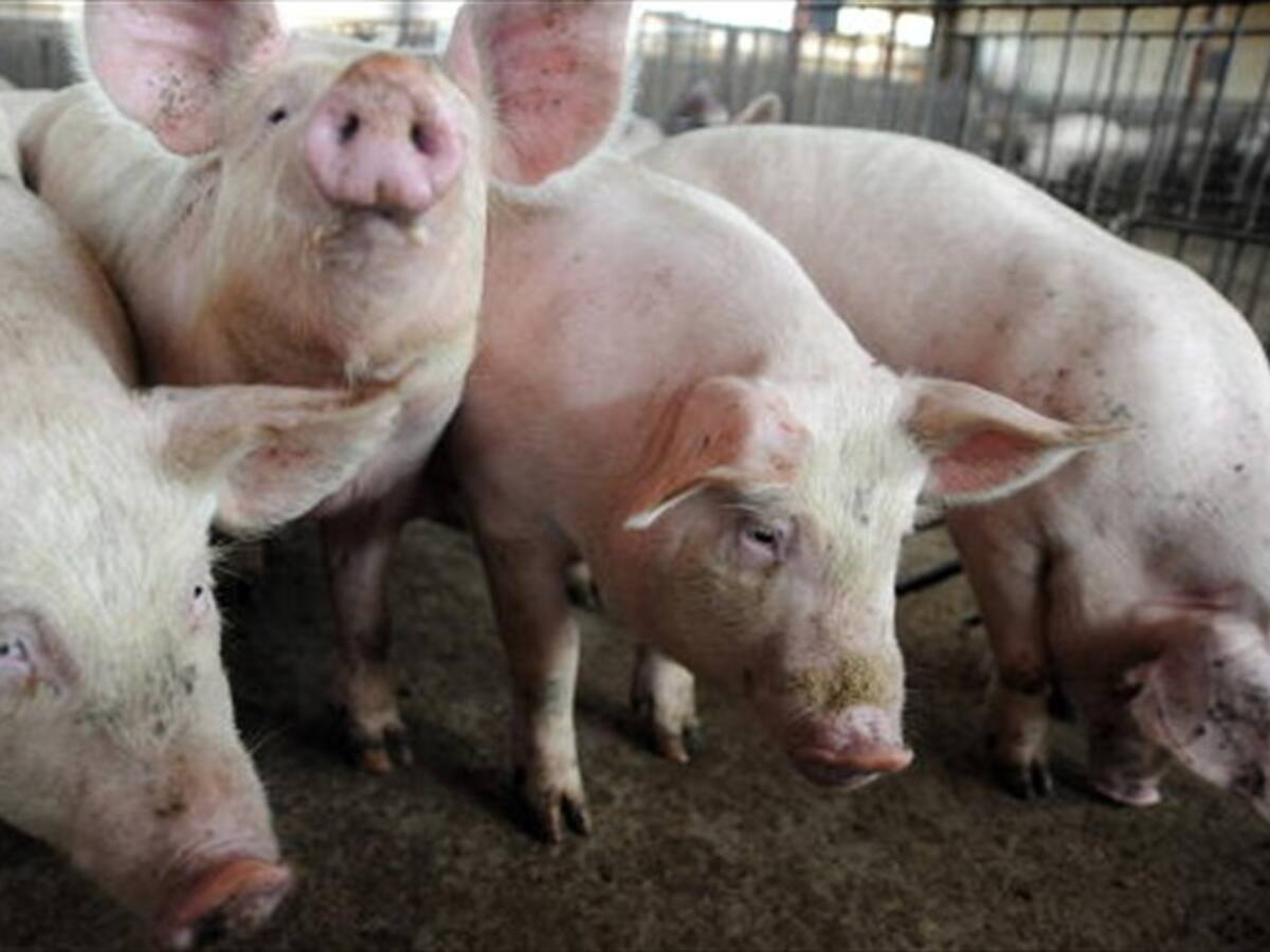 Se mantiene alerta en Colombia por expansión de la peste porcina africana en Europa