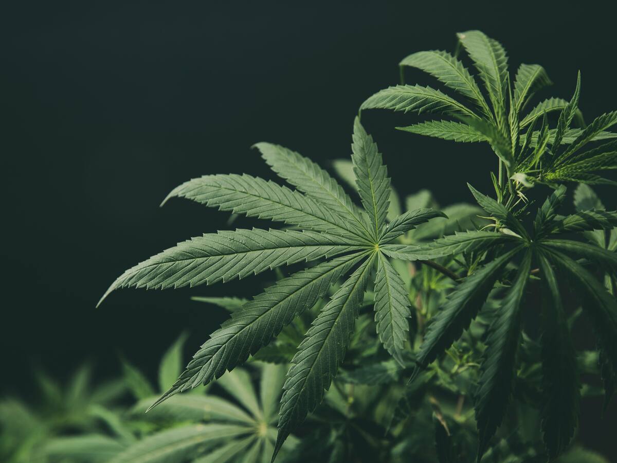 Estudio revela que uno de cada cuatro deportistas en Estados Unidos consume cannabis