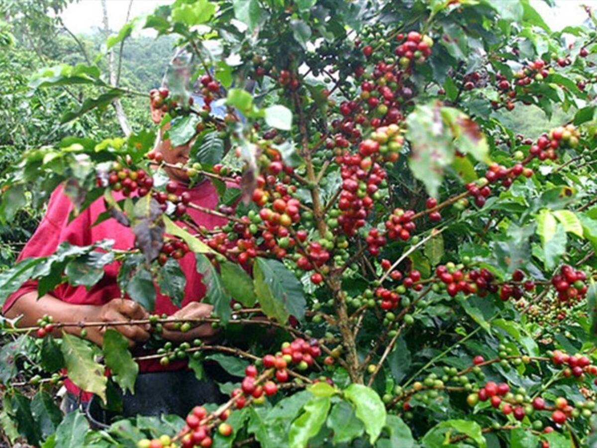 Se adoptó medida sobre aportes de seguridad social que beneficiará a los caficultores