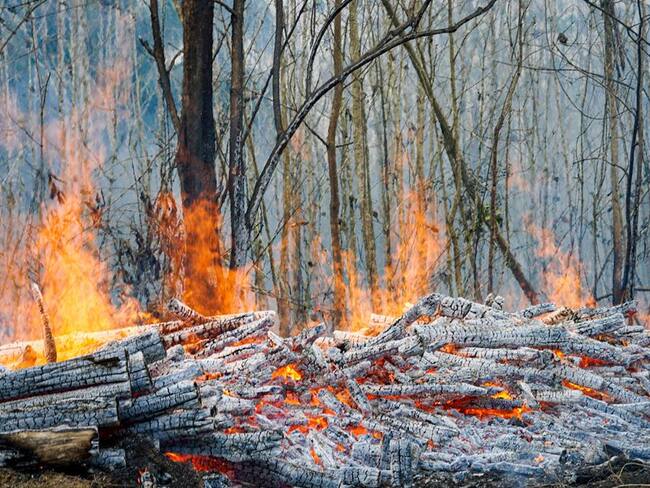Incendio forestal. Foto: prensa Gobernación de Sucre (referencia)