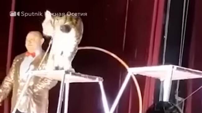 Este hecho ocurrió en plena actuación en un circo de la capital de la República de Osetia del Sur.. Foto: Captura de pantalla