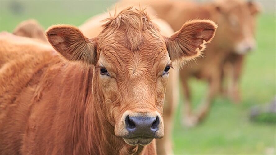 Autoridades confirman millonaria incautación de mercancía de contrabando en el sector agro. Foto: Getty Images