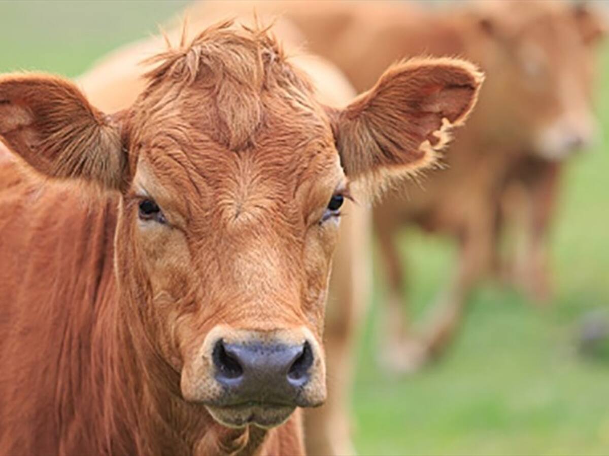 Autoridades confirman millonaria incautación de mercancía de contrabando en el sector agro