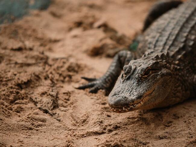Un valiente hombre en Florida atrapa a un largarto con un cesto de basura. Foto: Getty Images / Lacey Newman / EyeEm