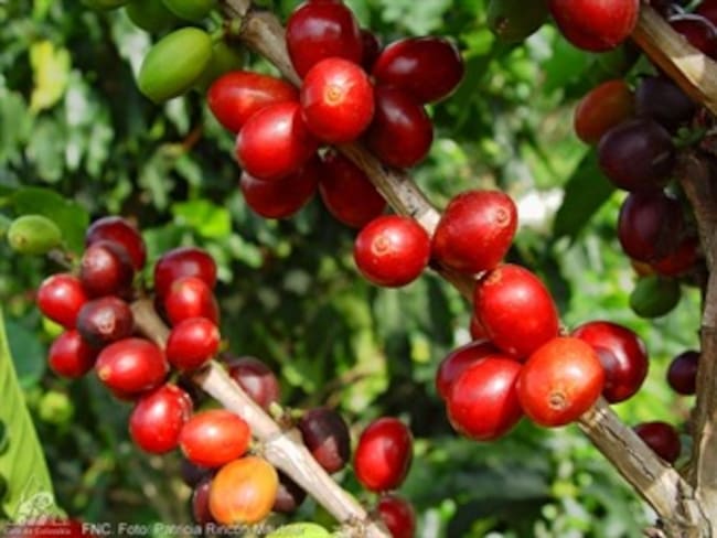 Producción cafetera llegará a los nueve millones de sacos en 2012