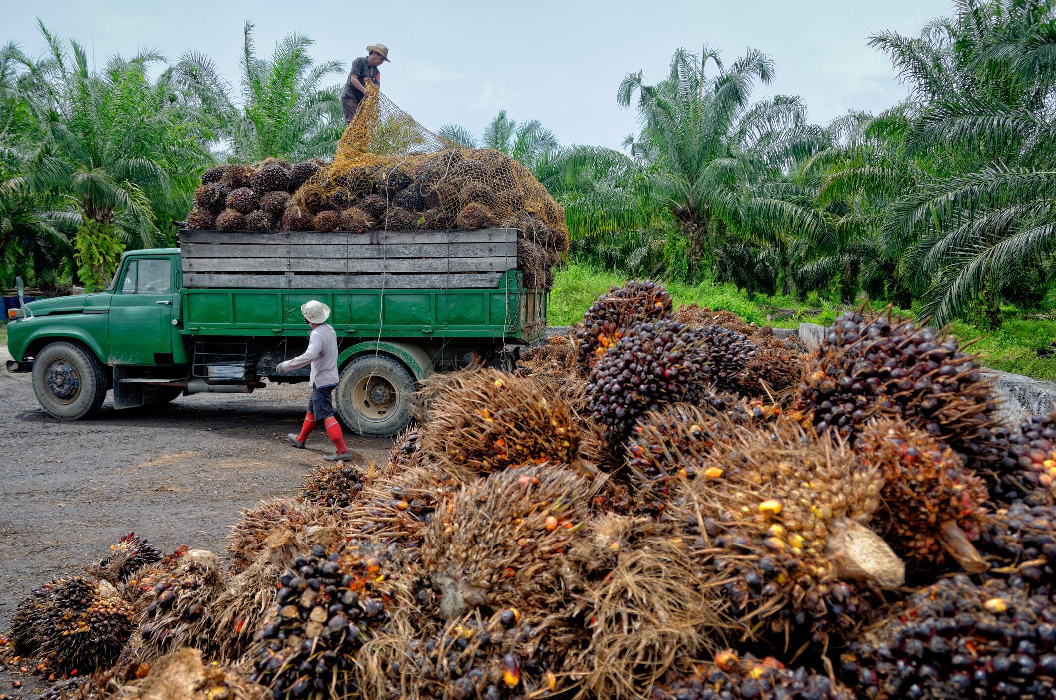 Producción de aceite de palma. Foto: Getty Images