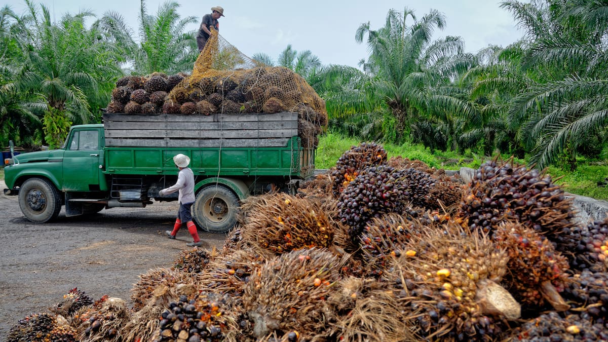 Producción de aceite de palma cayó en el primer semestre por el Fenómeno de El Niño