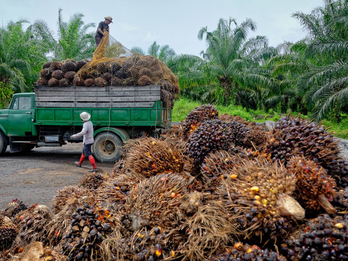 Producción de aceite de palma cayó en el primer semestre por el Fenómeno de El Niño