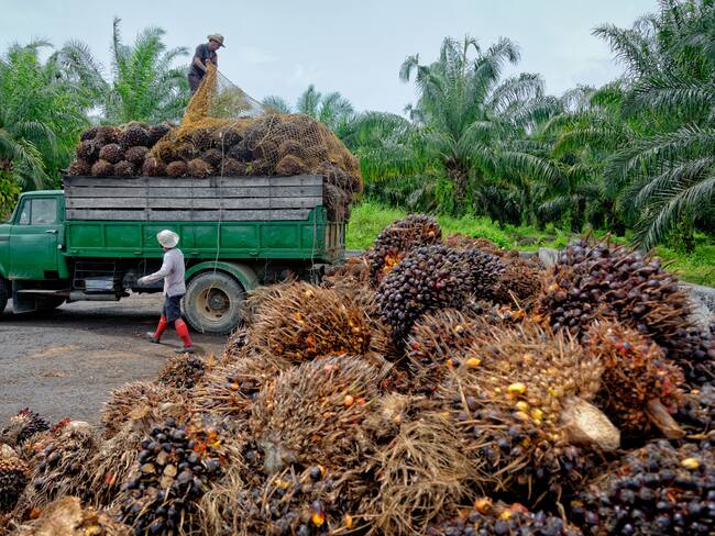 Producción de aceite de palma. Foto: Getty Images