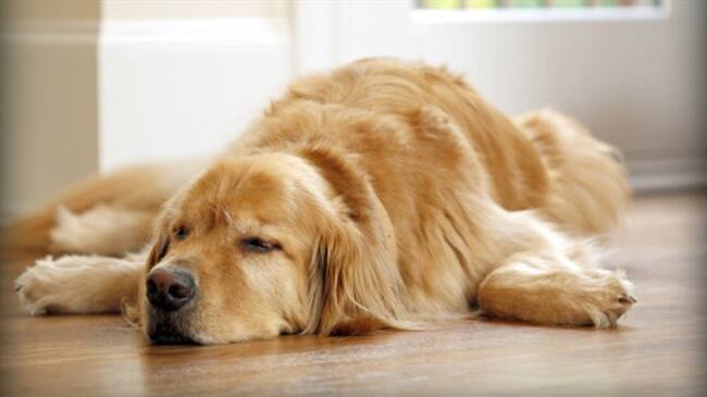 Las clínicas especializadas en curar mascotas mediante la punción de agujas se extienden y profesionalizan en China.. Foto: Getty Images